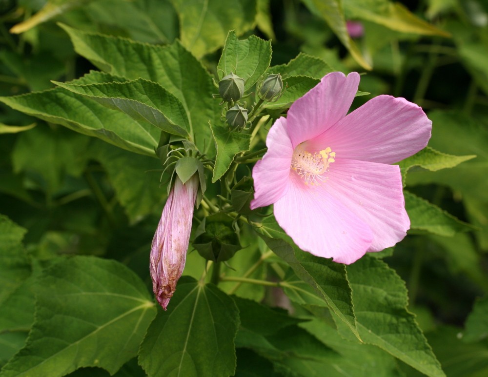 rose_mallow